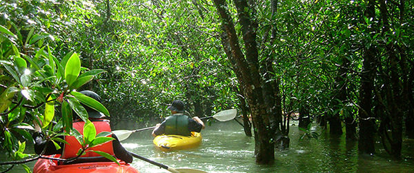 マングローブ原生林をカヌーツーリング